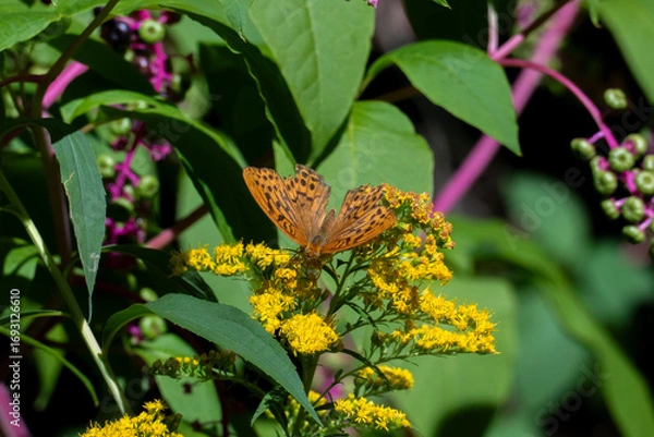Fototapeta Kaisermantel Argynnis paphia Schmetterling, Edelfalter auf einem Strauch im Sonnenschein