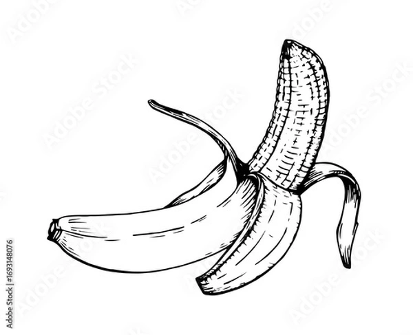 Fototapeta Hand drawn peeled banana illustration in black line art on white background. Vector illustration. Ink line draw vector. Drawing engraving illustration
