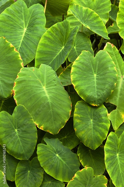 Obraz Flora of Gran Canaria - leaves of Taro, Colocasia esculenta, introduced and invasive root vegetable plant