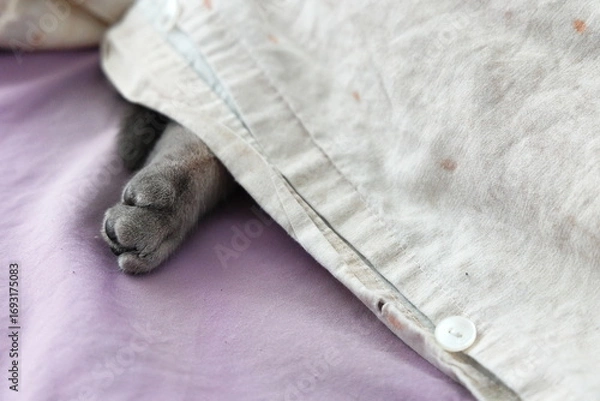 Fototapeta Cute cat paw sticking out from under blanket on bed, cozy and funny pet concept