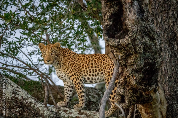Fototapeta Leopard standing on a branch and starring.
