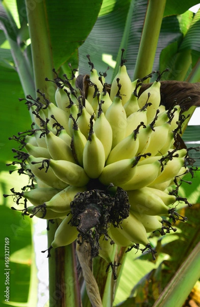 Fototapeta bananas on the tree