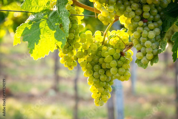Fototapeta Bunches of ripe grapes growing on grapevine at sunset. Ready for harvest. 