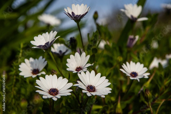 Fototapeta Osteospermum, also known as Cape Daisy, a white flower with a purple center