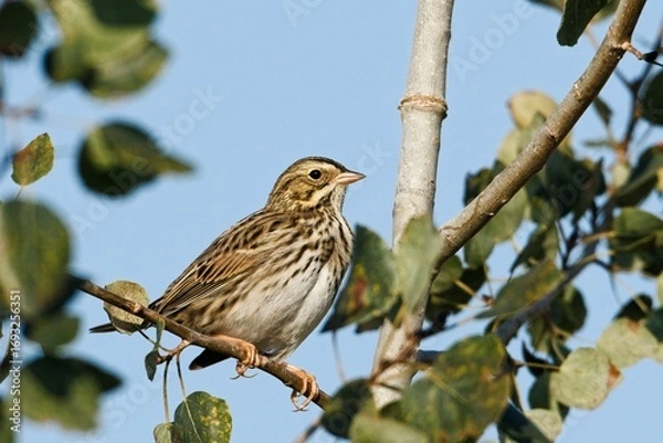 Obraz  Song sparrow perched in tree.