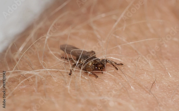 Obraz Lipoptena cervi closeup