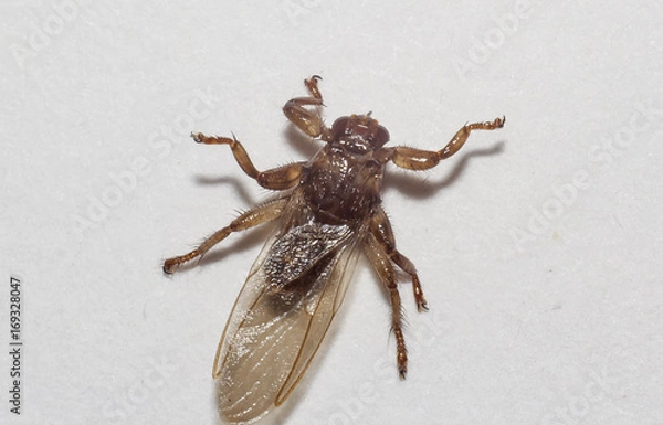 Obraz Lipoptena cervi closeup