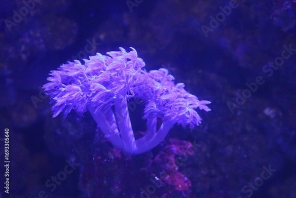 Obraz live anemone in a saltwater aquarium