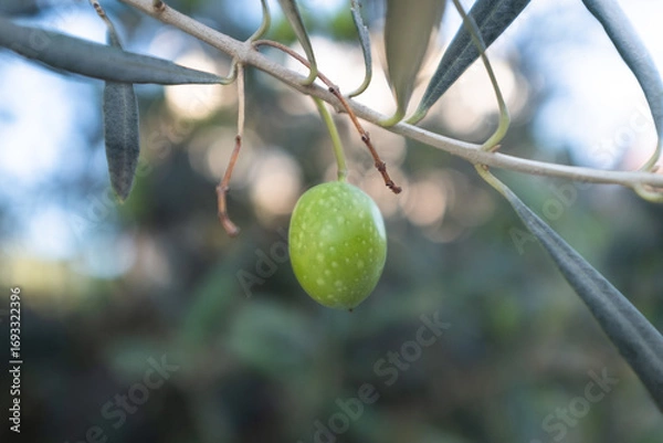 Fototapeta A single ripening green olive grows on a branch of an olive tree for publication, design, poster, calendar, post, screensaver, wallpaper, cover, website. High quality photo