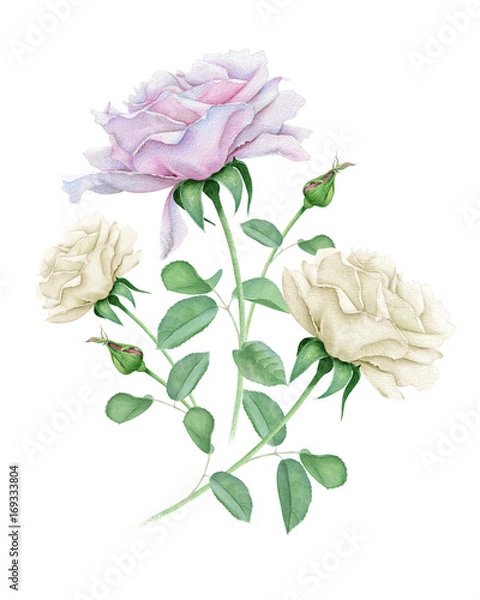 Obraz Watercolor roses