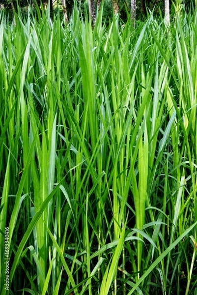 Obraz The kolonjono grass, buffalo grass, para grass, brachiaria mutica or urochloa mutica with green leaves that grow well in wet soil and are used as animal feed because of their soft and crunchy texture