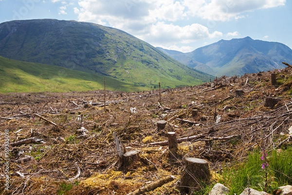Fototapeta Pine tree forestry exploitation in a sunny day near Glencoe, in the Highlands of Scotland.