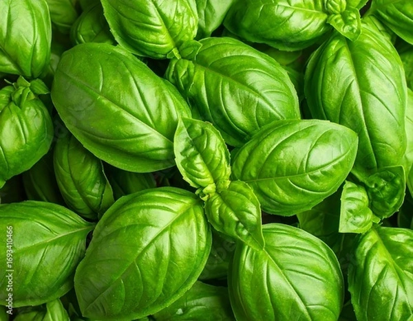 Fototapeta Fresh basil leaves close-up (3)