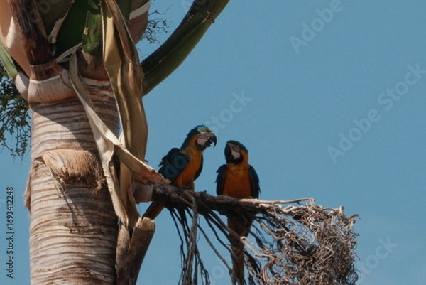 Obraz arara de Pirenopolis 