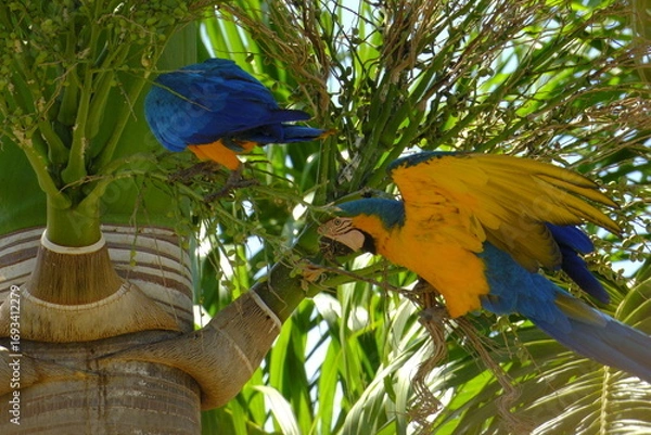 Obraz arara de Pirenopolis 