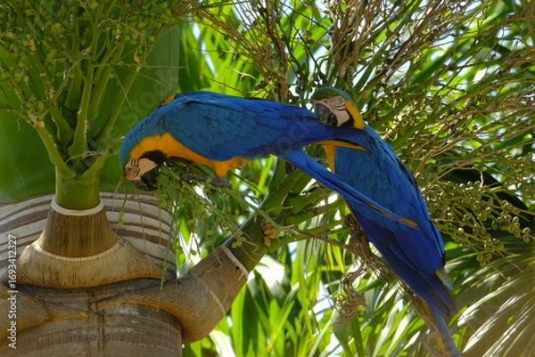 Obraz arara de Pirenopolis 