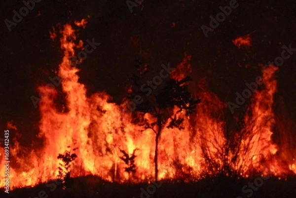 Obraz fire in the night