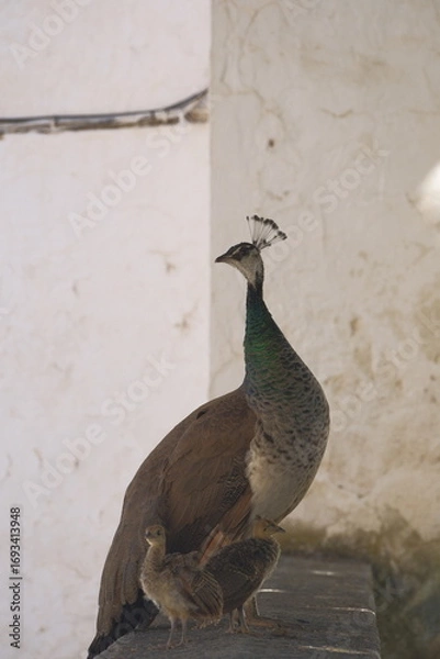 Obraz peacock on the wall