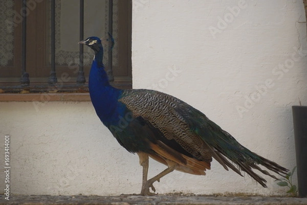 Obraz peacock with feathers