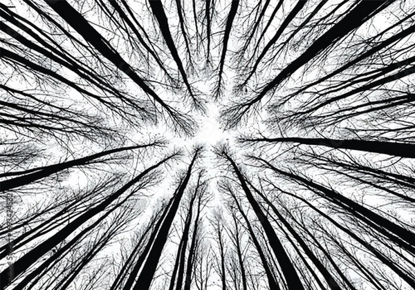 Fototapeta Looking up through tall bare trees in a forest towards the bright sky in a striking black and white perspective