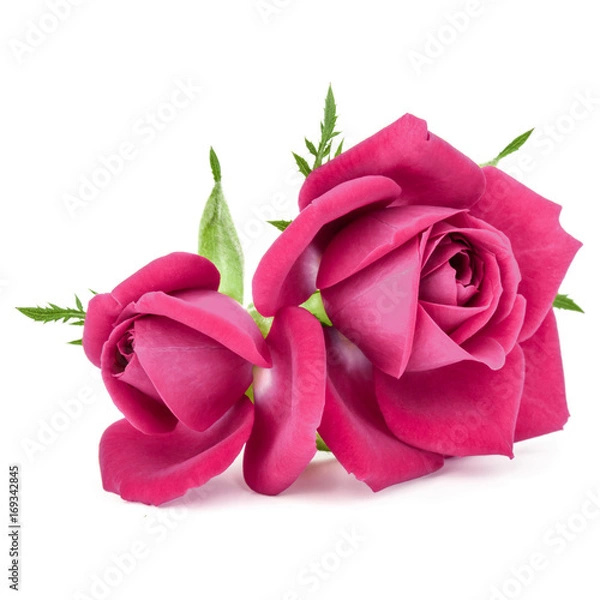 Fototapeta pink rose flower bouquet isolated on white background cutout