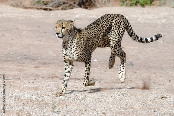 Obraz A cheetah is running through the Savannah in Kenya