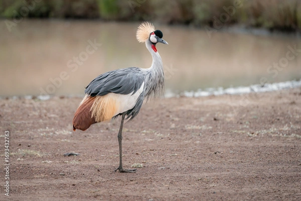Obraz Grey-Crowned Crane: National Bird of Uganda. Walking on a dirt road near a pond.