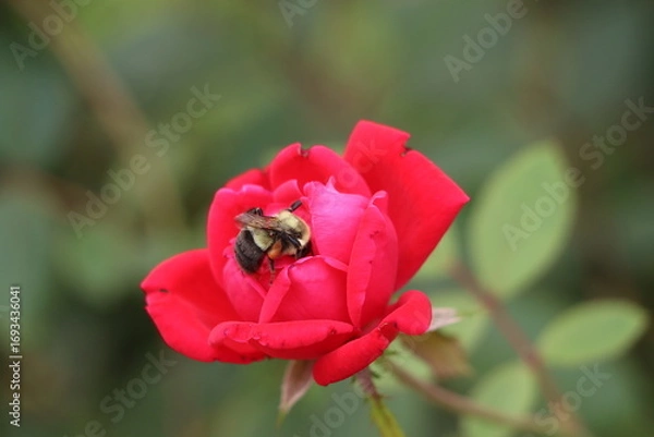 Obraz A bumblebee enjoying a red rose
