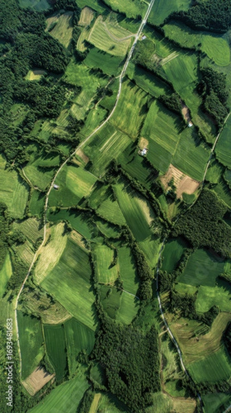 Fototapeta Drone shot of lush green agricultural fields separated by a straight road, showcasing rural landscape, crops, and geometric patterns.
