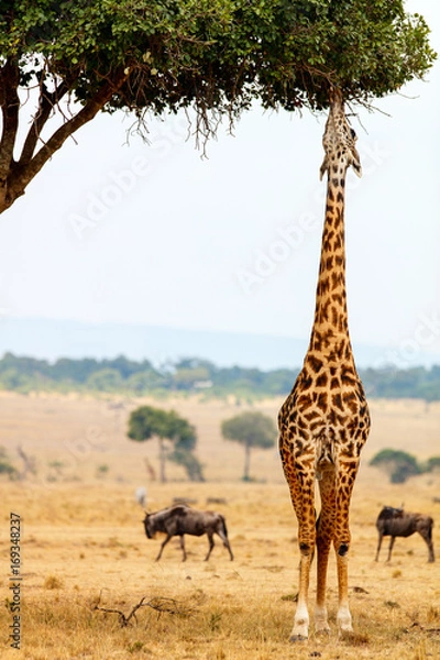 Fototapeta Żyrafa w parku safari