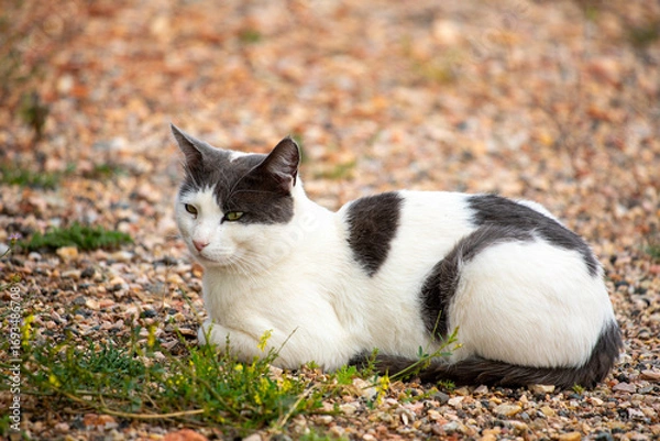 Fototapeta Wildcat resting in rocky prairie field in Wyoming
