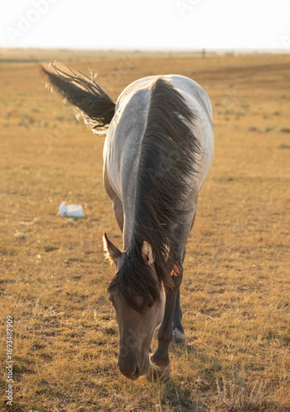 Fototapeta Grazing gray horse from view with fun tale swinging