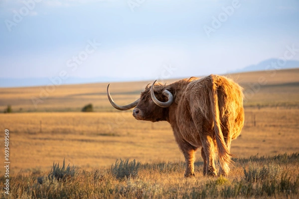 Fototapeta Highland cow looking at the side in Wyoming field at sunset