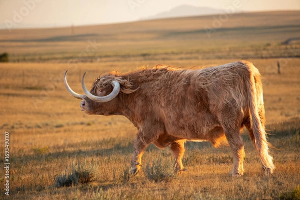 Fototapeta Highland cow in sunset field in Wyoming profile view