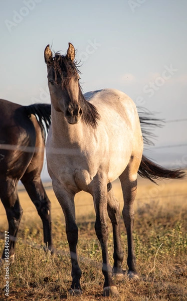 Fototapeta Horse in the field front view in Wyoming