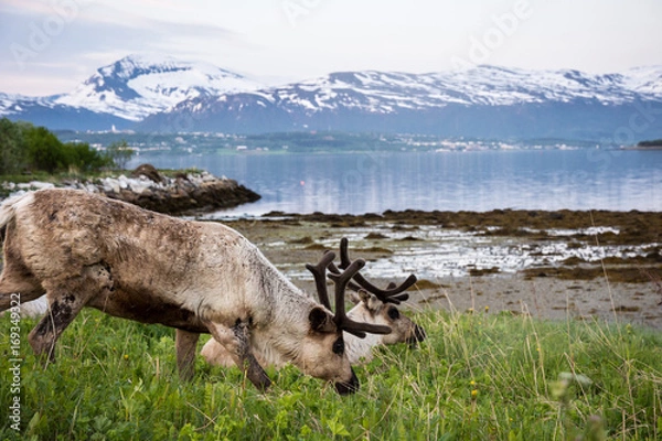 Obraz Reindeer eating