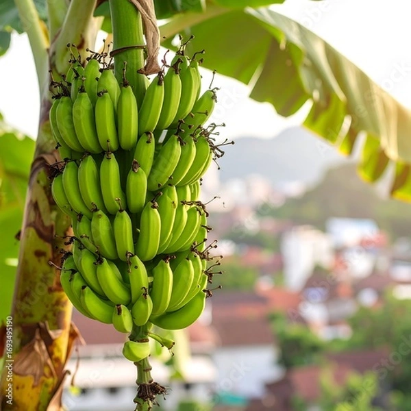 Obraz Green bananas on a tree (1)