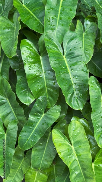 Obraz Philodendron burle marx with water drop background