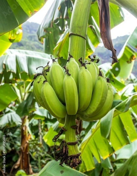 Obraz Green bananas bunch on a tree