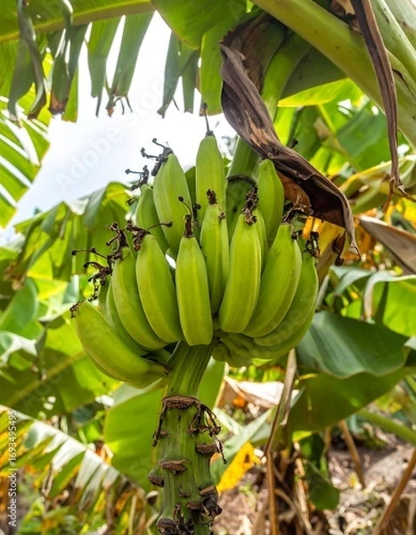 Obraz Green bananas on a tree