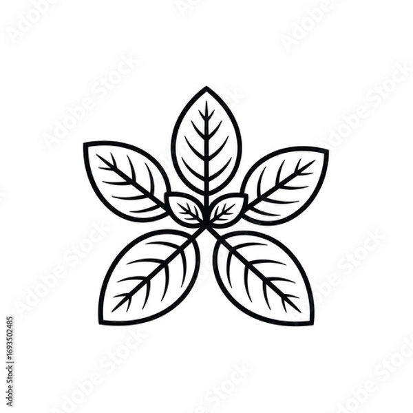 Fototapeta Stylized black and white outline of five basil leaves