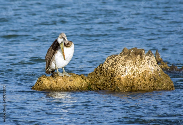 Obraz Pelicano en el mar