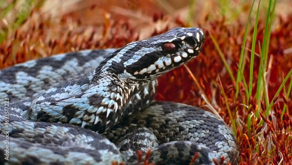 Obraz snake on the ground