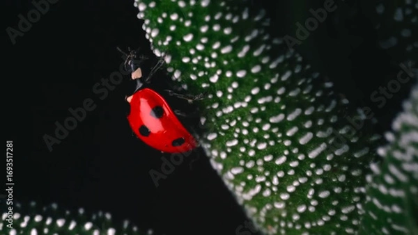 Obraz ladybug on a leaf