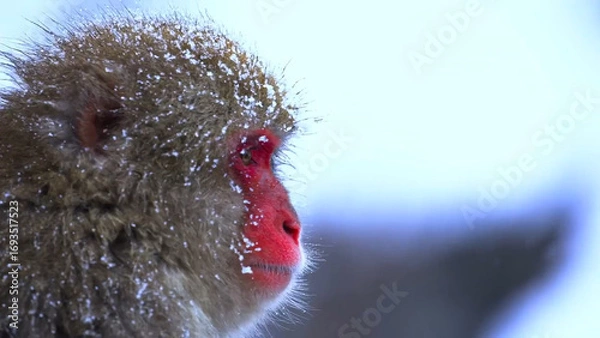 Obraz close up of a red head of a red faced monkey