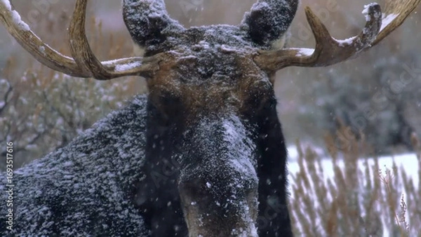 Obraz deer in the forest