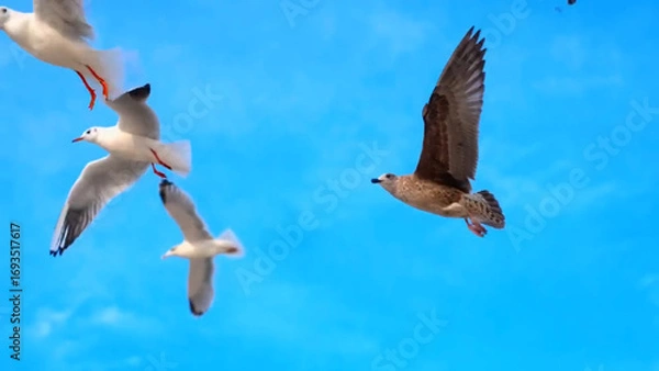 Obraz seagull flying in the sky