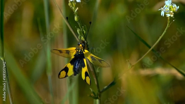 Obraz butterfly on a flower