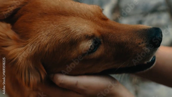 Obraz dog sleeping on the couch