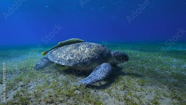 Obraz sea turtle swimming in the sea